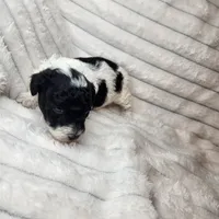 Parti boy, a male Poodle - Toy  for sale in Wagener, SC – Photo 5 of 10