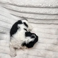 Parti boy, a male Poodle - Toy  for sale in Wagener, SC – Photo 6 of 10