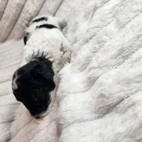 Parti boy, a male Poodle - Toy  for sale in Wagener, SC – Photo 9 of 10