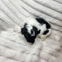 Parti boy, a male Poodle - Toy  for sale in Wagener, SC – Photo 7 of 10