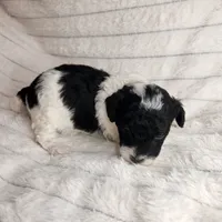 Parti boy, a male Poodle - Toy  for sale in Wagener, SC – Photo 1 of 10