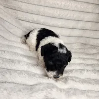 Parti boy, a male Poodle - Toy  for sale in Wagener, SC – Photo 3 of 10