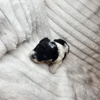 Parti boy, a male Poodle - Toy  for sale in Wagener, SC – Photo 8 of 10