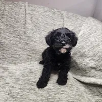 Mr Envy, a male Yorkipoo for sale in Wagener, SC – 5 of 10