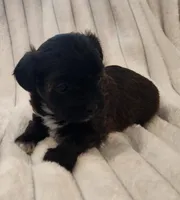Beautiful dark chocolate girl, a female Yorkipoo for sale in Wagener, SC – 4 of 10