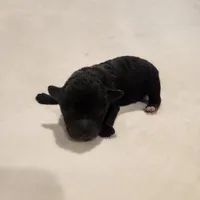 Tiny boy AKC, a male Poodle - Toy  for sale in Wagener, SC – Photo 4 of 9