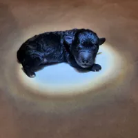 Tiny boy AKC, a male Poodle - Toy  for sale in Wagener, SC – Photo 9 of 9