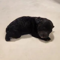 Tiny boy AKC, a male Poodle - Toy  for sale in Wagener, SC – Photo 7 of 9