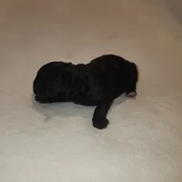 Tiny boy AKC, a male Poodle - Toy  for sale in Wagener, SC – Photo 8 of 9