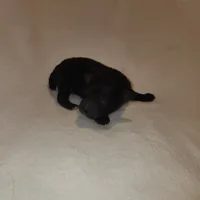 Tiny boy AKC, a male Poodle - Toy  for sale in Wagener, SC – Photo 6 of 9