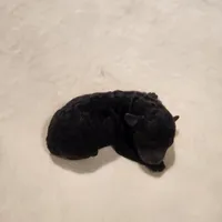 Tiny boy AKC, a male Poodle - Toy  for sale in Wagener, SC – Photo 5 of 9