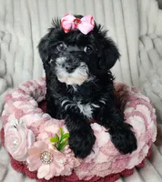 Lil Sugar Kisses, a female Yorkipoo for sale in Wagener, SC – 5 of 10