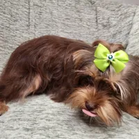 Penny Lane, a female Yorkshire Terrier for sale in Wagener, SC – 5 of 10