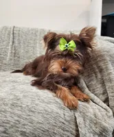Penny Lane, a female Yorkshire Terrier for sale in Wagener, SC – 4 of 10