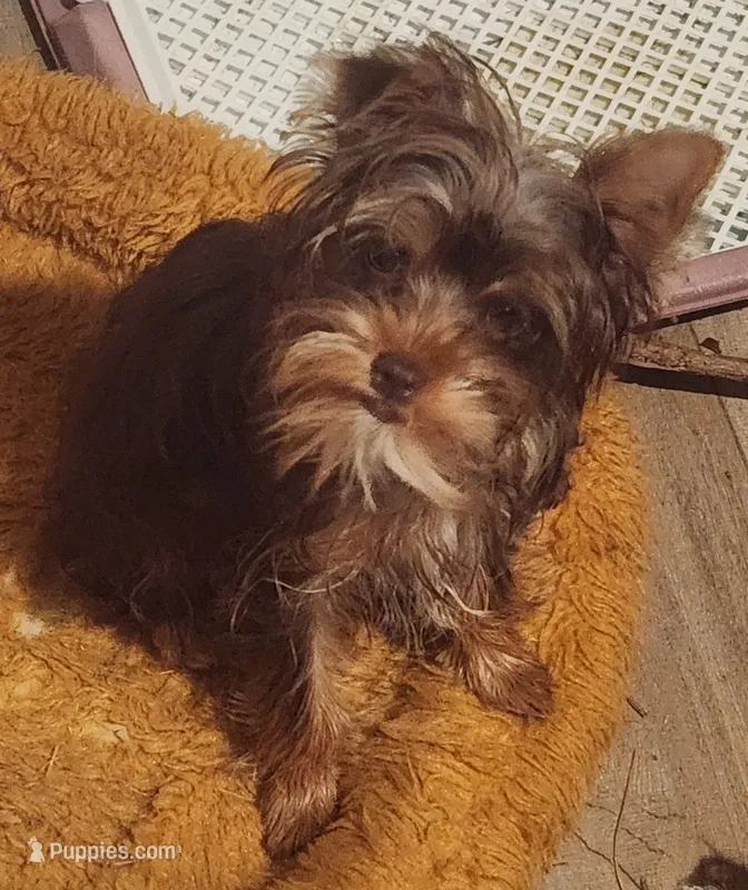 Beautiful chocolate yorkie girl – Yorkshire Terrier puppy for sale in Wagener, SC