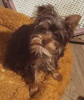 Beautiful chocolate yorkie girl, a female Yorkshire Terrier for sale in Wagener, SC – 1 of 6