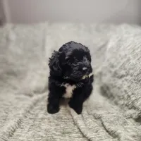 Pip, a male Yorkipoo for sale in Wagener, SC – 5 of 10