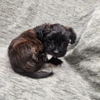 Tiny, a female Yorkipoo for sale in Wagener, SC – 7 of 10