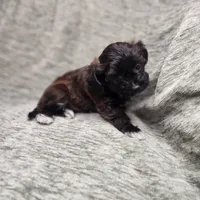 Tiny, a female Yorkipoo for sale in Wagener, SC – 10 of 10