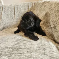 Coveted, a female Yorkipoo for sale in Wagener, SC – 3 of 10