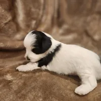 Tinker Bell, a female Morkie for sale in Wagener, SC – 9 of 10