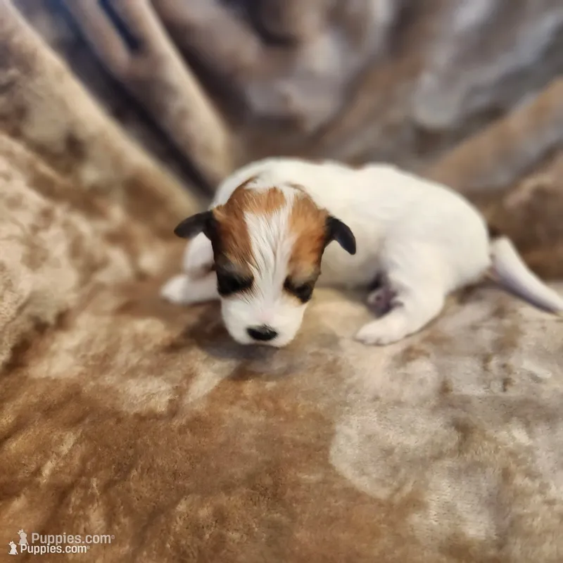 Pip – Morkie puppy for sale in Wagener, SC
