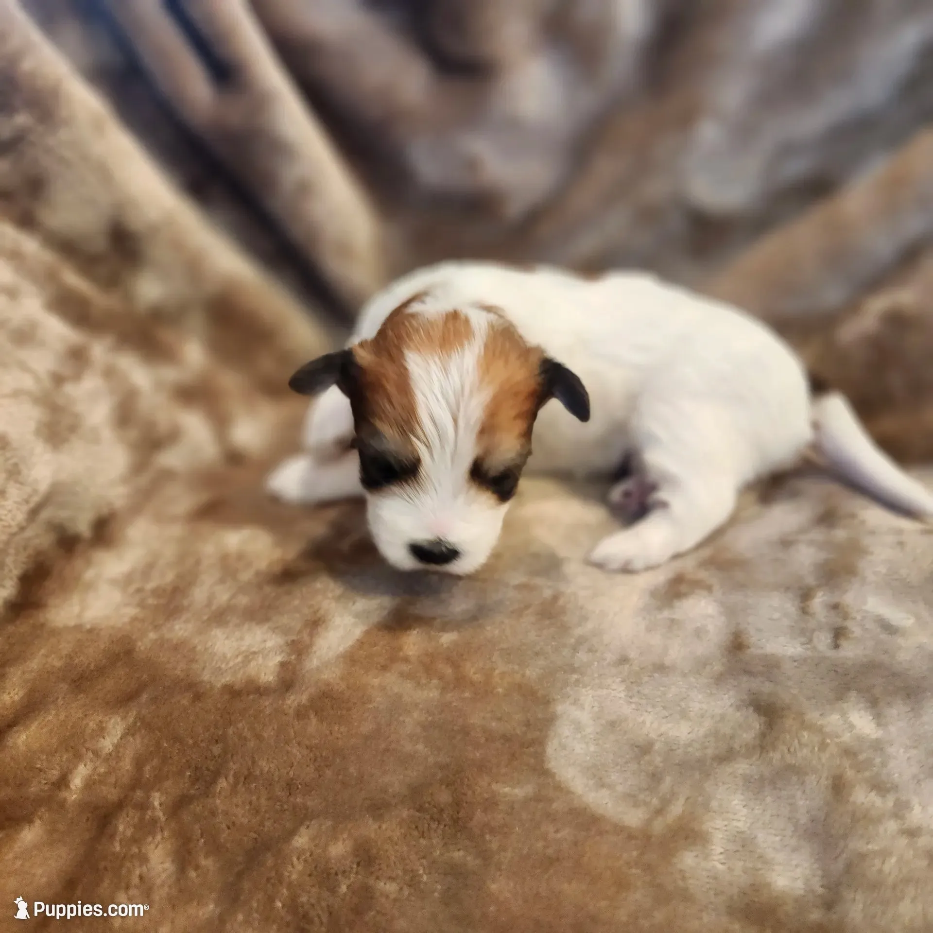 Pip, a male Morkie for sale in Wagener, SC – 1 of 10