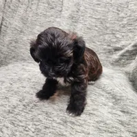 Tiny, a female Yorkipoo for sale in Wagener, SC – 4 of 10