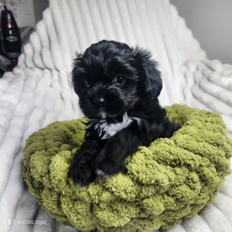 Pip – Yorkipoo puppy for sale in Wagener, SC