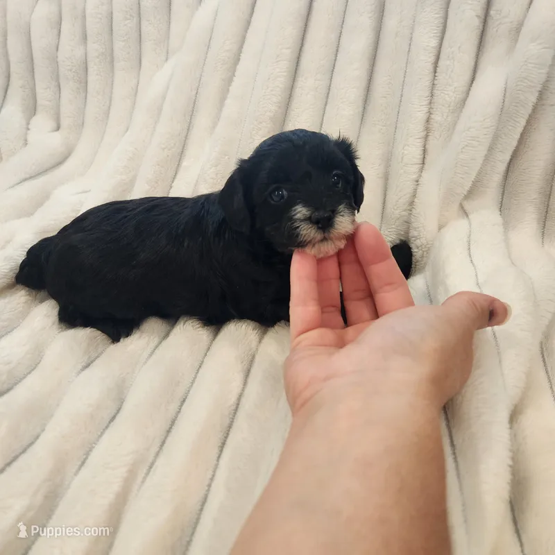 Black and white Beauty – Yorkipoo puppy for sale in Wagener, SC