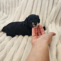 Black and white Beauty, a female Yorkipoo for sale in Wagener, SC – 1 of 9