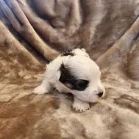 Olive, a female Morkie for sale in Wagener, SC – 4 of 10