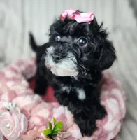 Lil Sugar Kisses, a female Yorkipoo for sale in Wagener, SC – 4 of 10