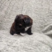 Tiny, a female Yorkipoo for sale in Wagener, SC – 3 of 10