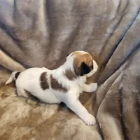 Pip, a male Morkie for sale in Wagener, SC – 3 of 10