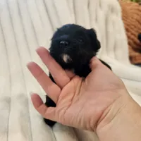 Black and white boy, a male Yorkipoo for sale in Wagener, SC – 6 of 10