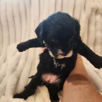 Black and white Beauty, a female Yorkipoo for sale in Wagener, SC – 3 of 9