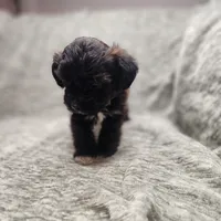 Tiny, a female Yorkipoo for sale in Wagener, SC – 6 of 10