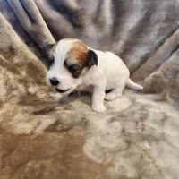 Pip, a male Morkie for sale in Wagener, SC – 4 of 10