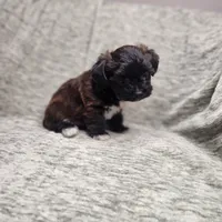 Tiny, a female Yorkipoo for sale in Wagener, SC – 5 of 10