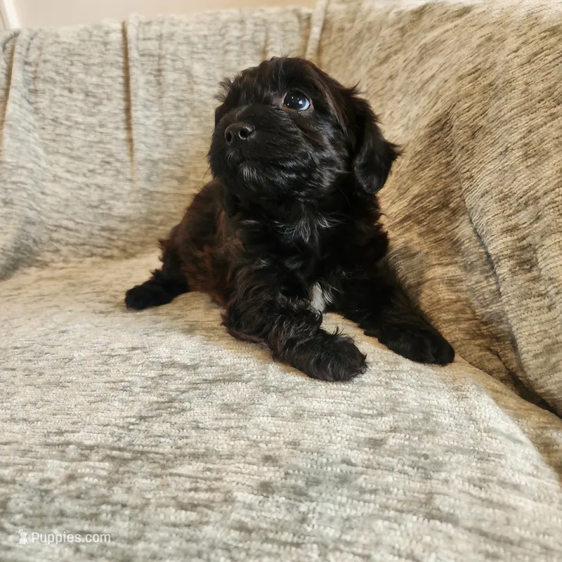 Coveted – Yorkipoo puppy for sale in Wagener, SC