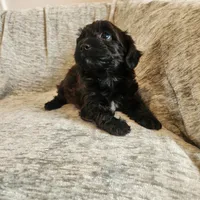 Coveted, a female Yorkipoo for sale in Wagener, SC – 1 of 10