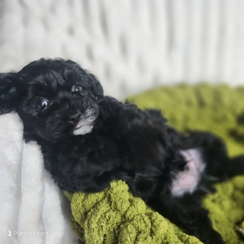Sir Lancelot – Yorkipoo puppy for sale in Wagener, SC