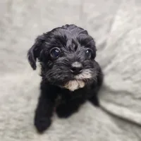 Mr Envy, a male Yorkipoo for sale in Wagener, SC – 7 of 10