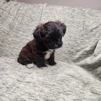 Tiny, a female Yorkipoo for sale in Wagener, SC – 8 of 10