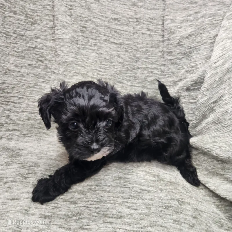 Black and white male – Yorkipoo puppy for sale in Wagener, SC