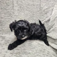 Mr Envy, a male Yorkipoo for sale in Wagener, SC – 10 of 10
