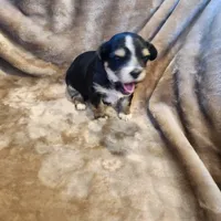 Oliver, a male Morkie for sale in Wagener, SC – 6 of 10