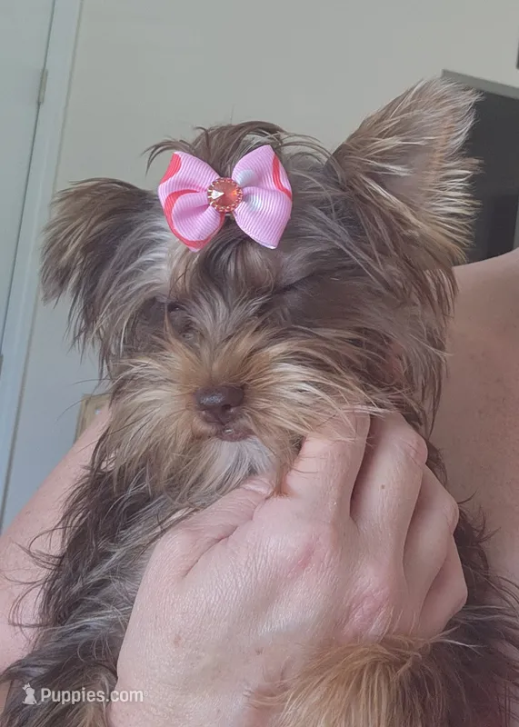 Penny Lane – Yorkshire Terrier puppy on hold in Wagener, SC