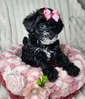Lil Sugar Kisses, a female Yorkipoo for sale in Wagener, SC – 1 of 10